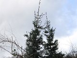 IMG_9523.JPG